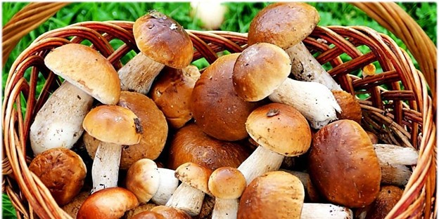 Где в Беларуси запрещено собирать грибы?