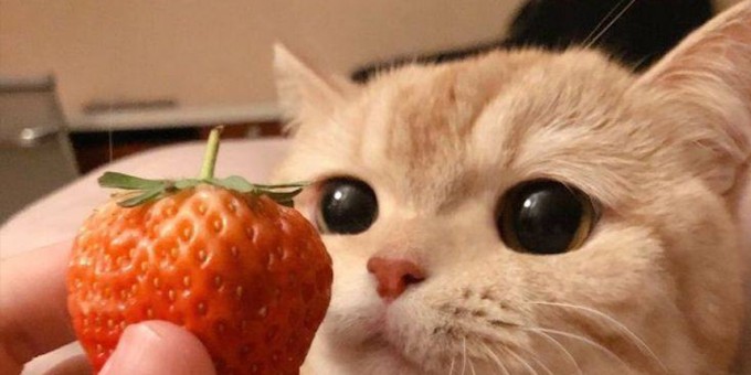 Польза клубники