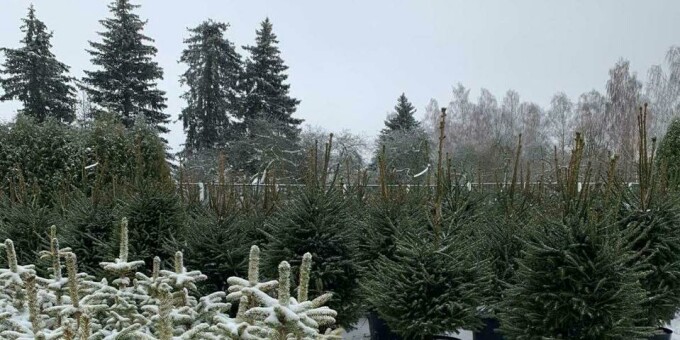 Когда откроется главный ёлочный базар?