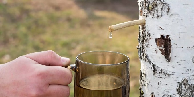 Где купить свежий березовый сок в Минске