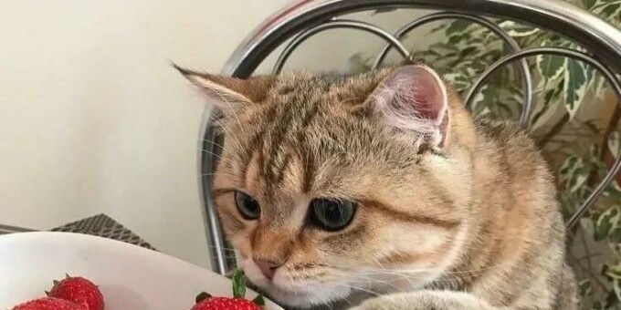 Не больше шести ягод клубники в день можно съедать взрослому человеку